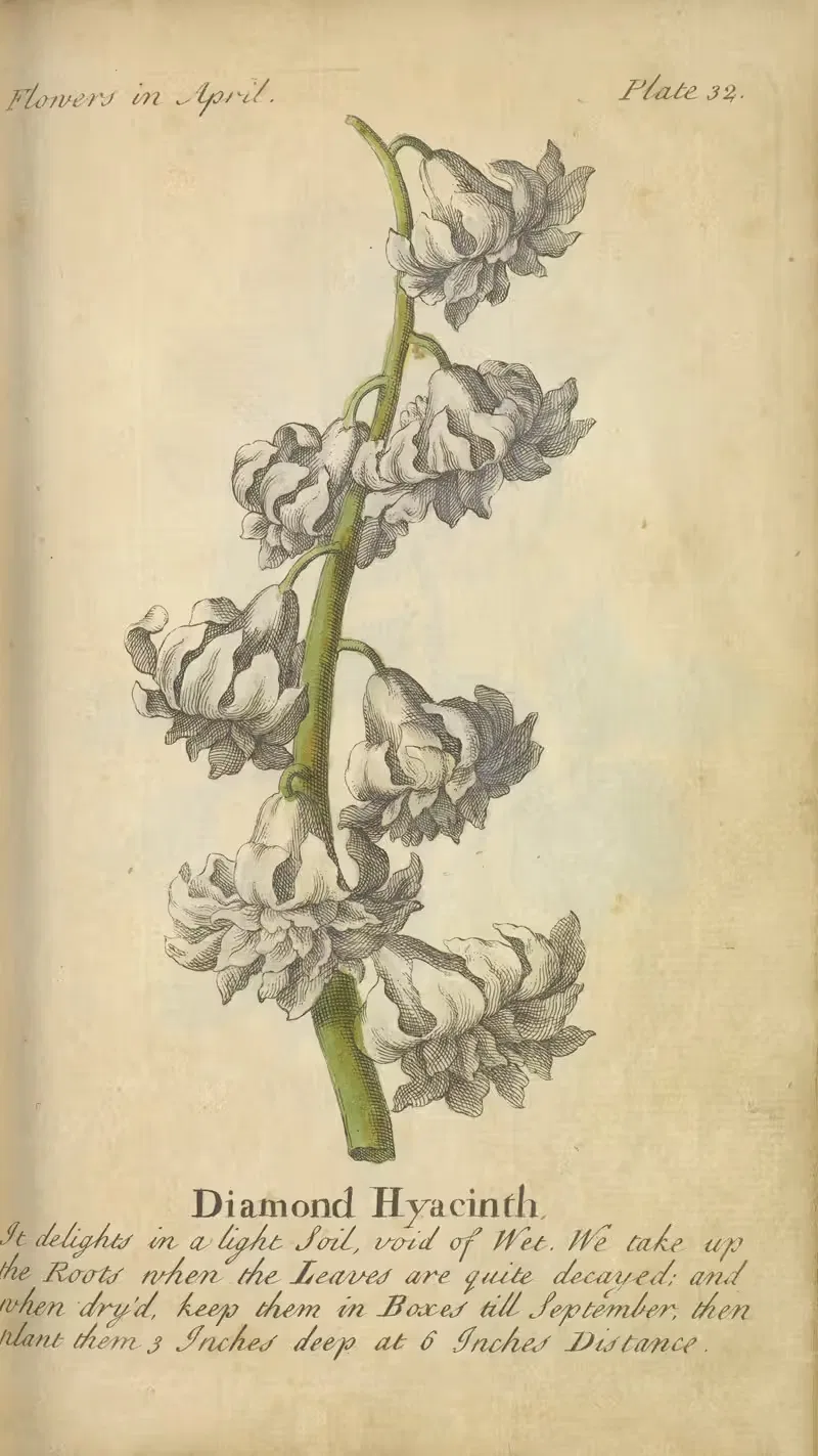 Diamond Hyacinth, by J. Duke, 1747 — digital art print download