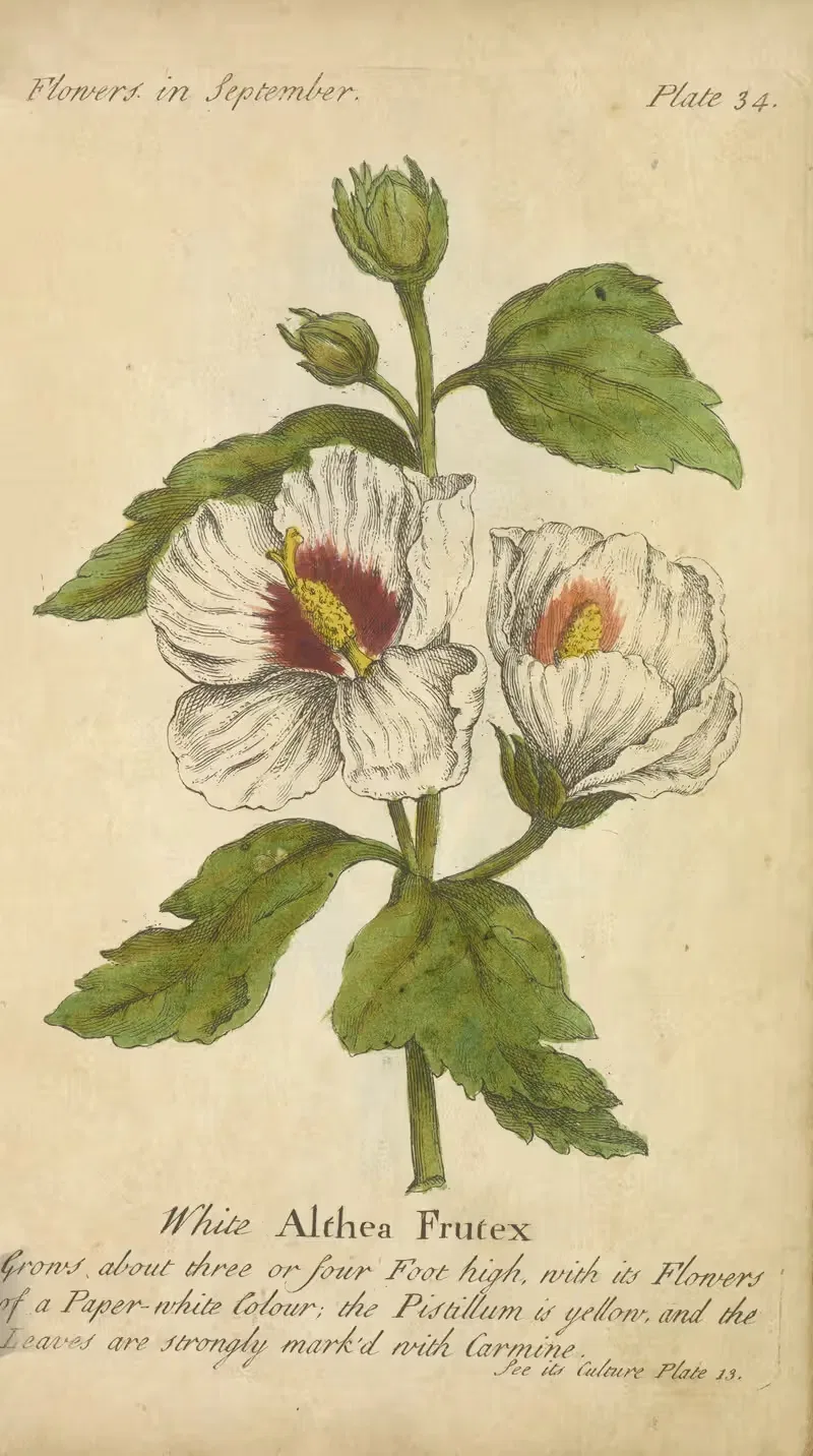 White Althea Frutex by J. Duke, 1747 — digital art print download