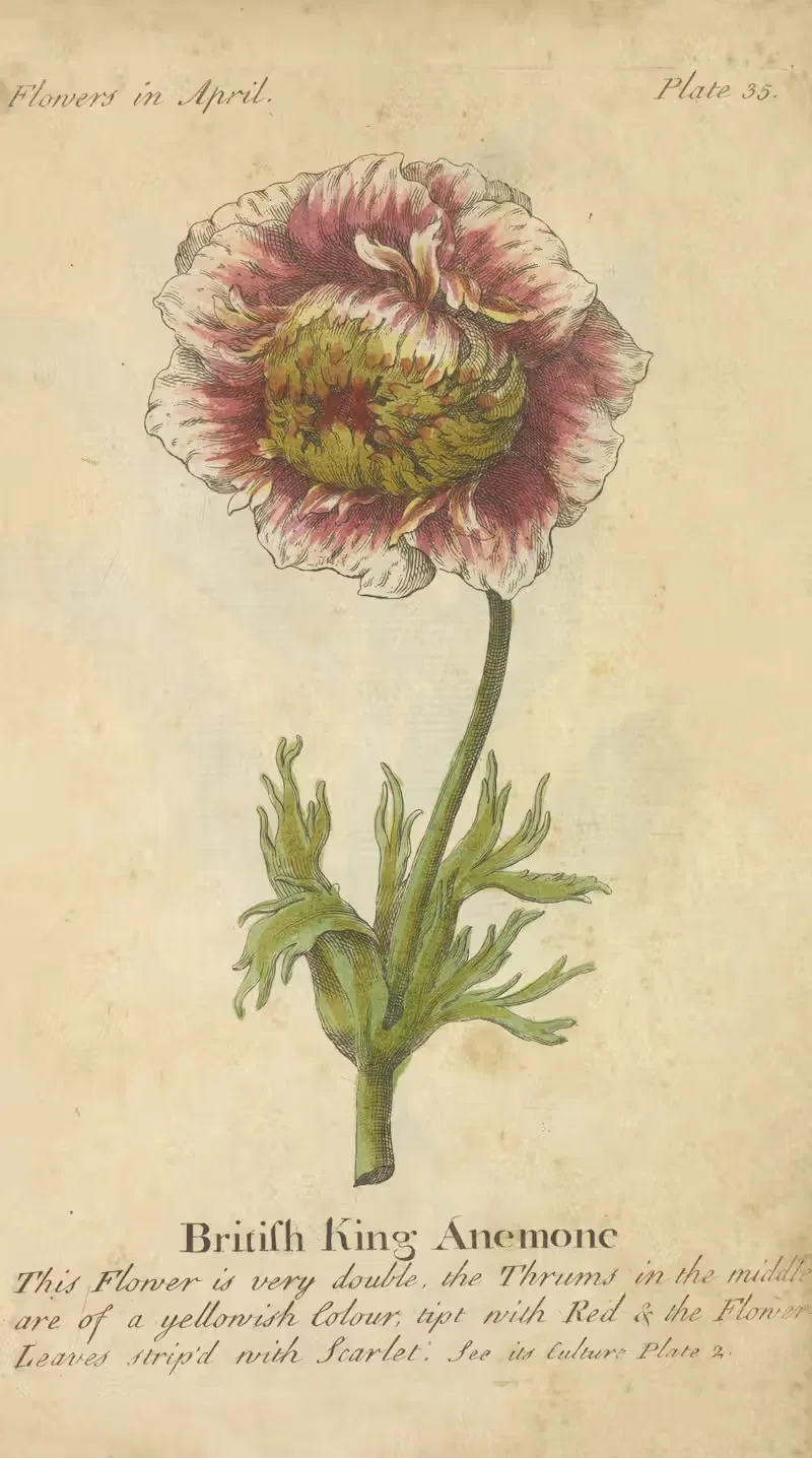British King Anemone by J. Duke, 1747 — digital art print download