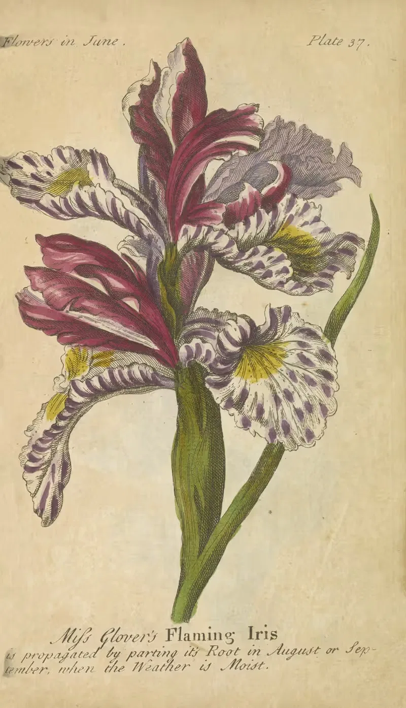 Miss Glover's Flaming Iris by J. Duke, 1747 — digital art print download