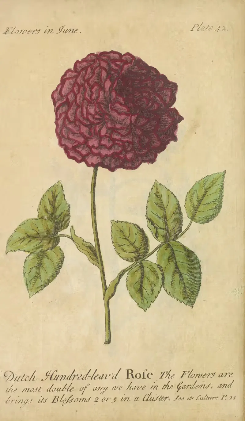 Dutch Hundred-leaved Rose by J. Duke, 1747 — digital art print download