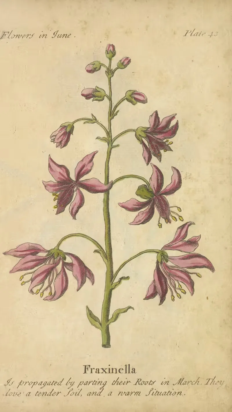 Fraxinella by J. Duke, 1747 — digital art print download