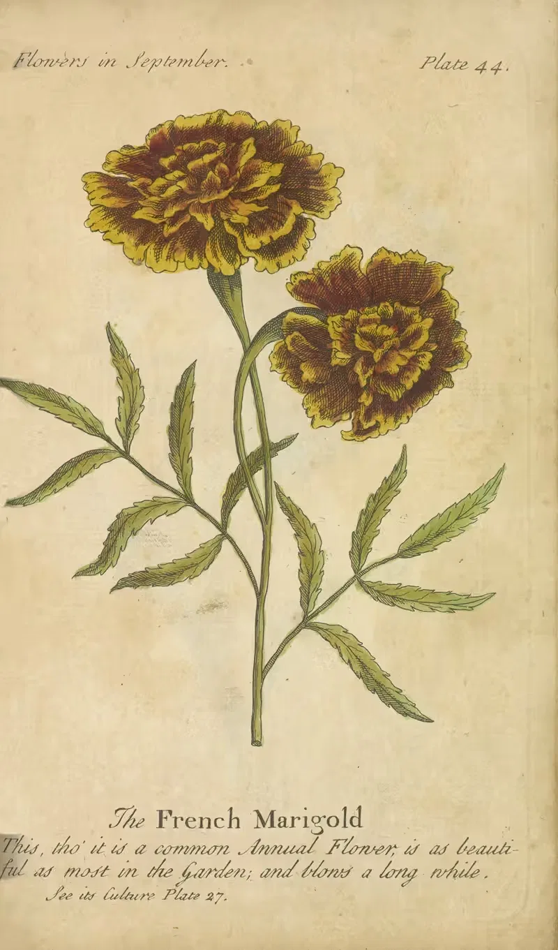 The French Marigold by J. Duke, 1747 — digital art print download