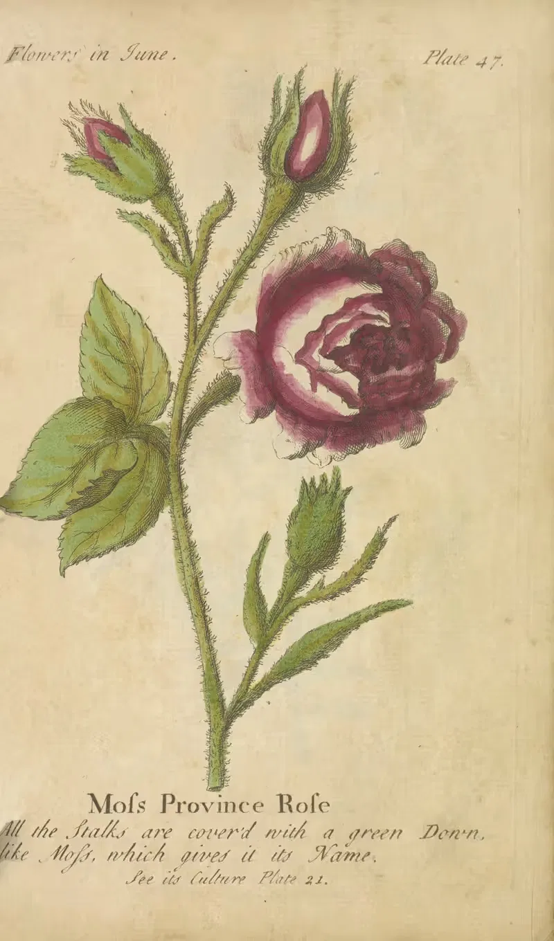 Moss Province Rose by J. Duke, 1747 — digital art print download
