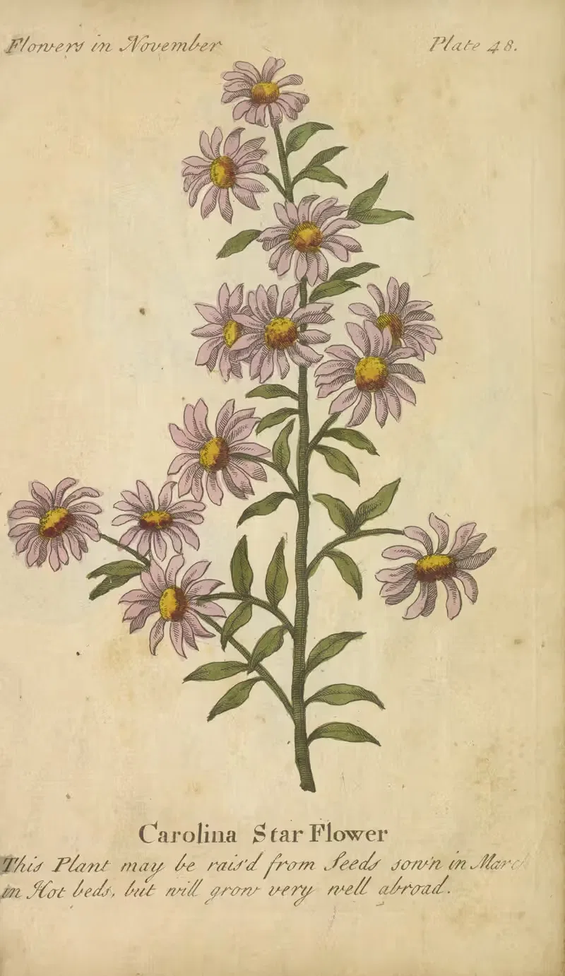 Carolina Star Flower by J. Duke, 1747 — digital art print download