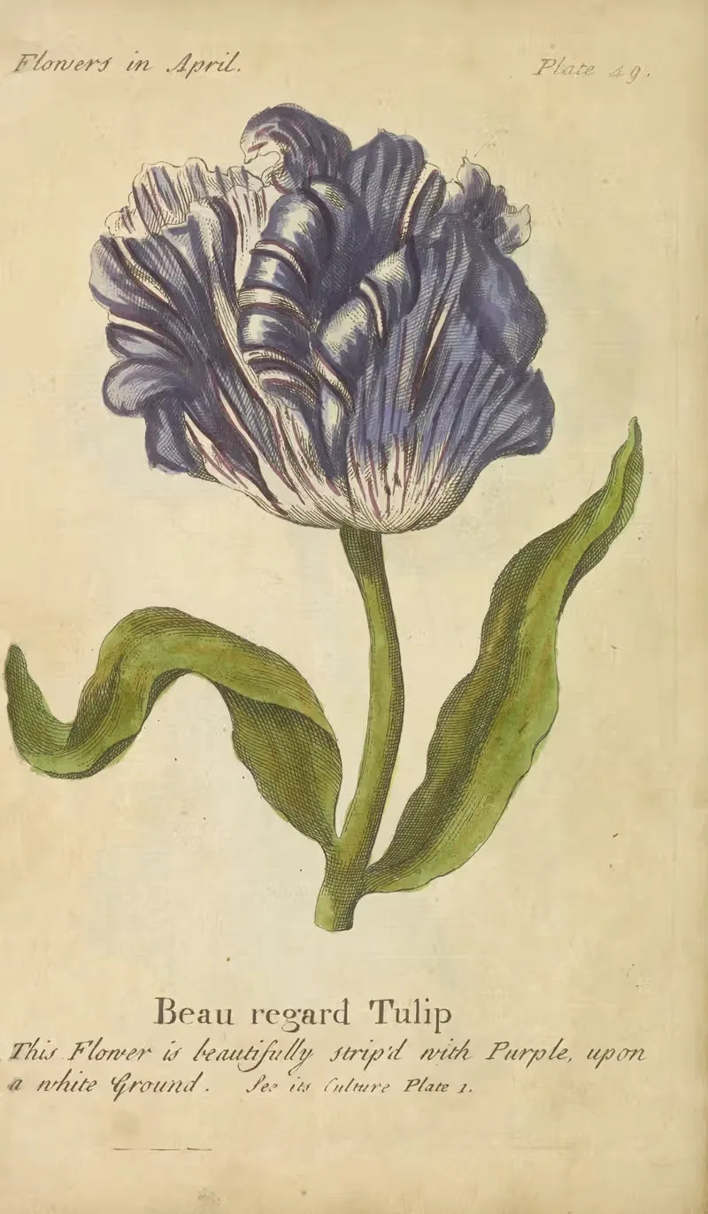 Beau regard Tulip by J. Duke, 1747 — digital art print download
