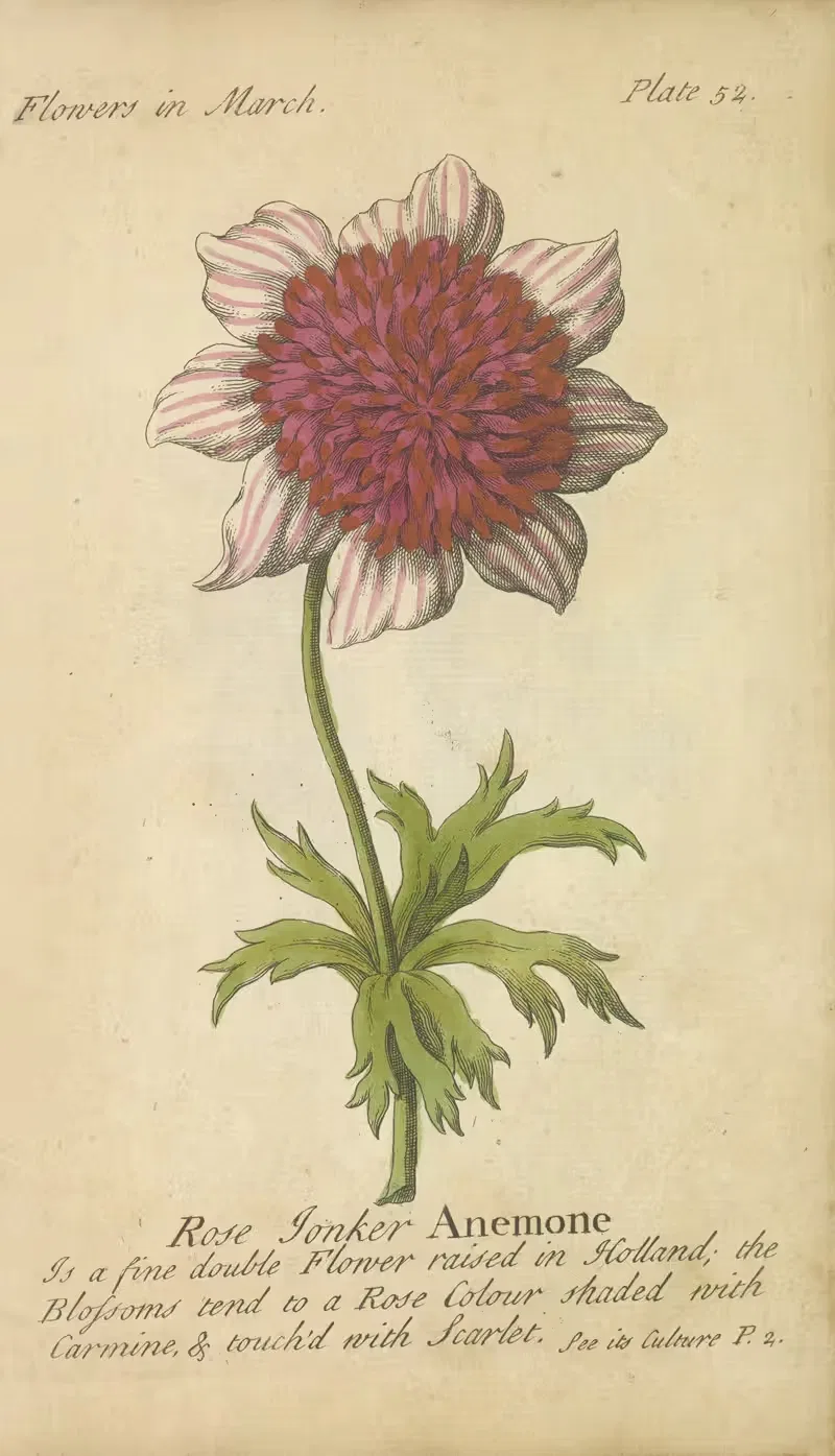 Rose Tonker Anemone by J. Duke, 1747 — digital art print download