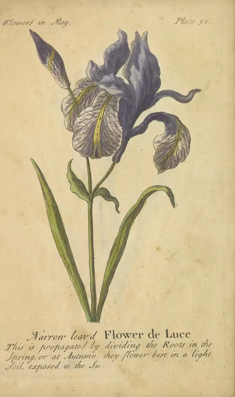 Narrow leaved Flower de Luce by J. Duke, 1747 — digital art print download