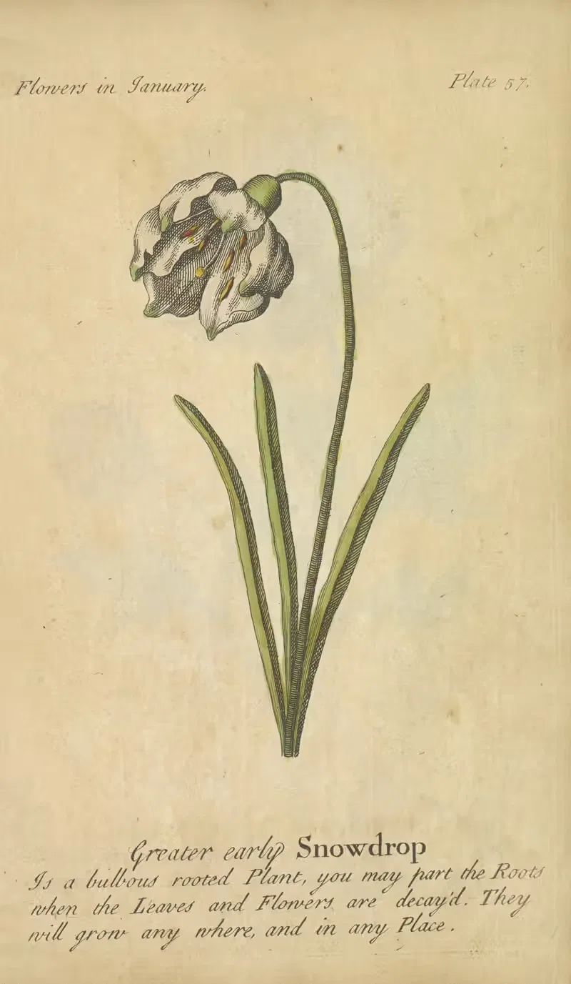 Greater early Snowdrop by J. Duke, 1747 — digital art print download