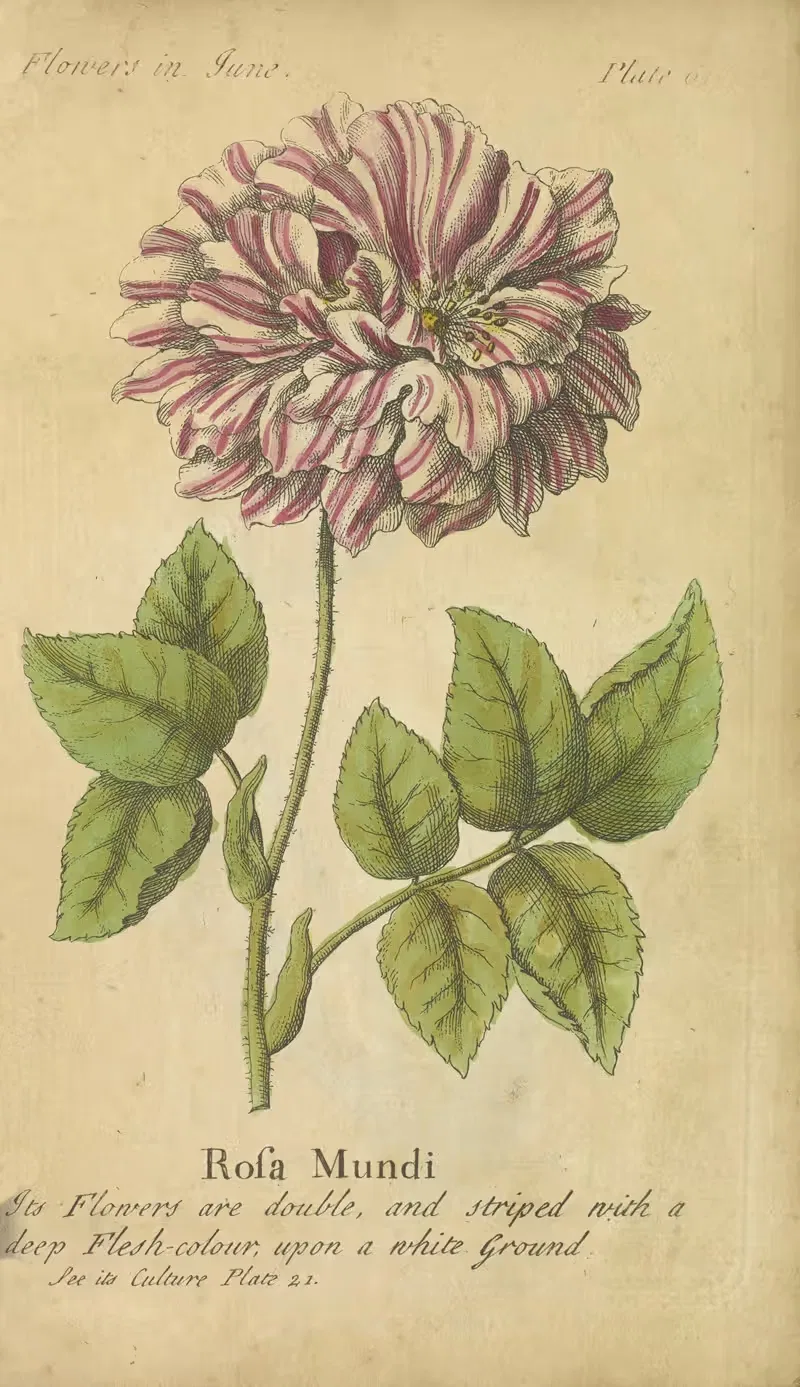 Rosa Mundi by J. Duke, 1747 — digital art print download