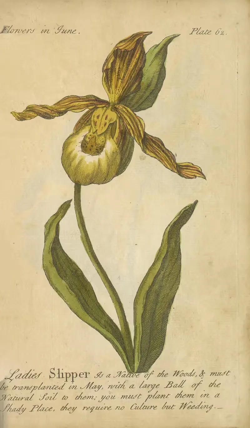 Ladies Slipper by J. Duke, 1747 — digital art print download