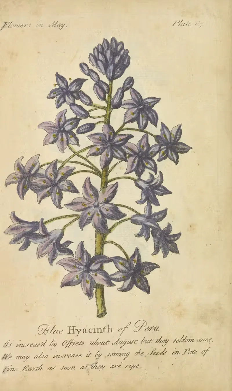 Blue-Hyacinth of Peru — J. Duke