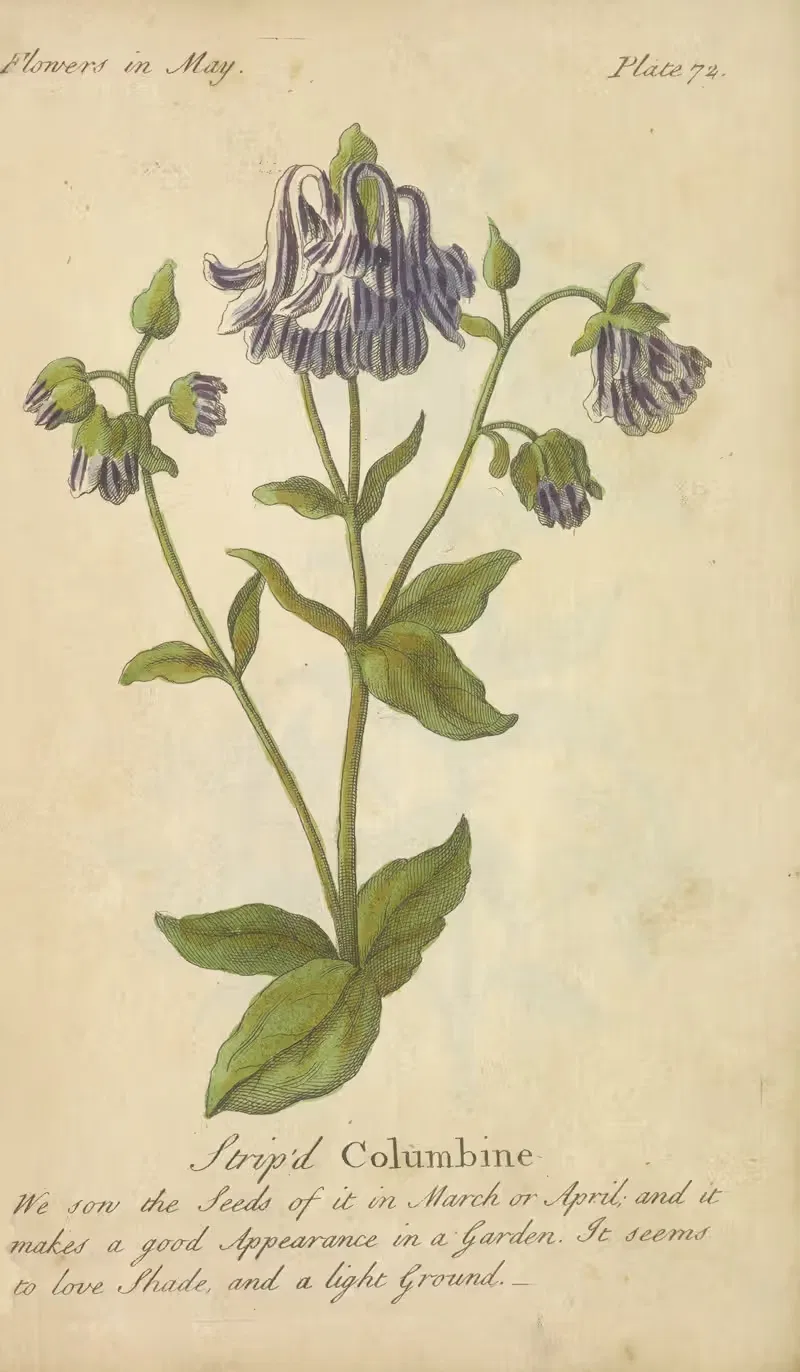 Striped Columbine by J. Duke, 1747 — digital art print download