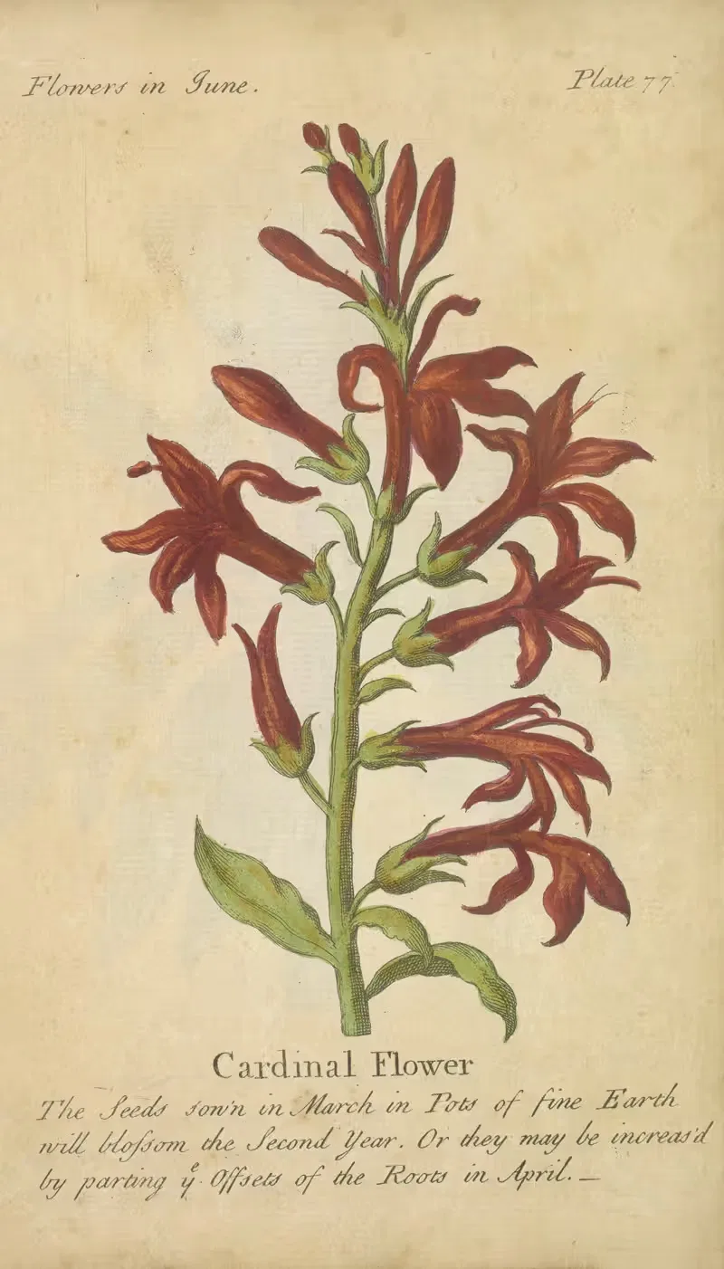 Cardinal Flower by J. Duke, 1747 — digital art print download
