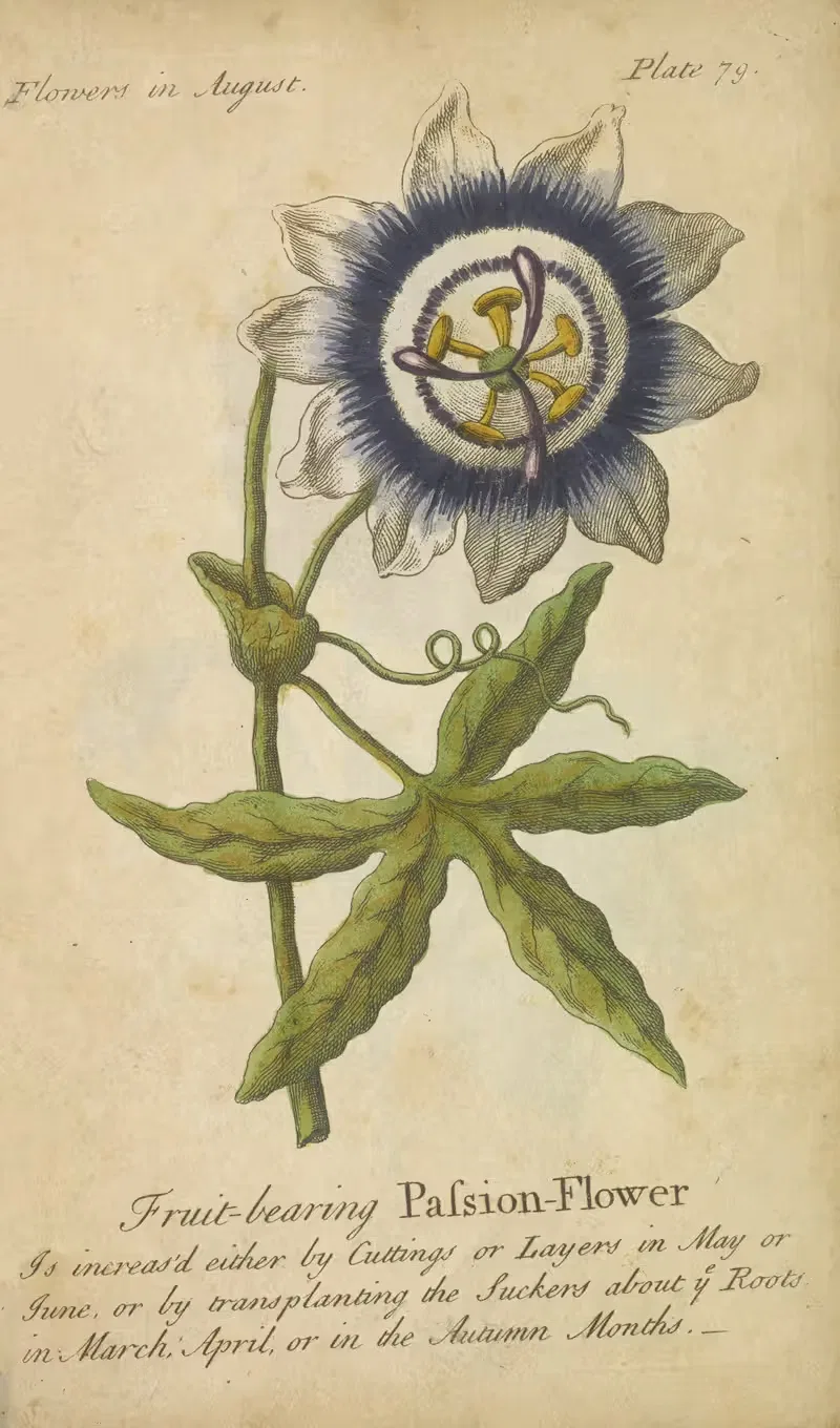 Fruit-bearing Passion Flower by J. Duke, 1747 — digital art print download