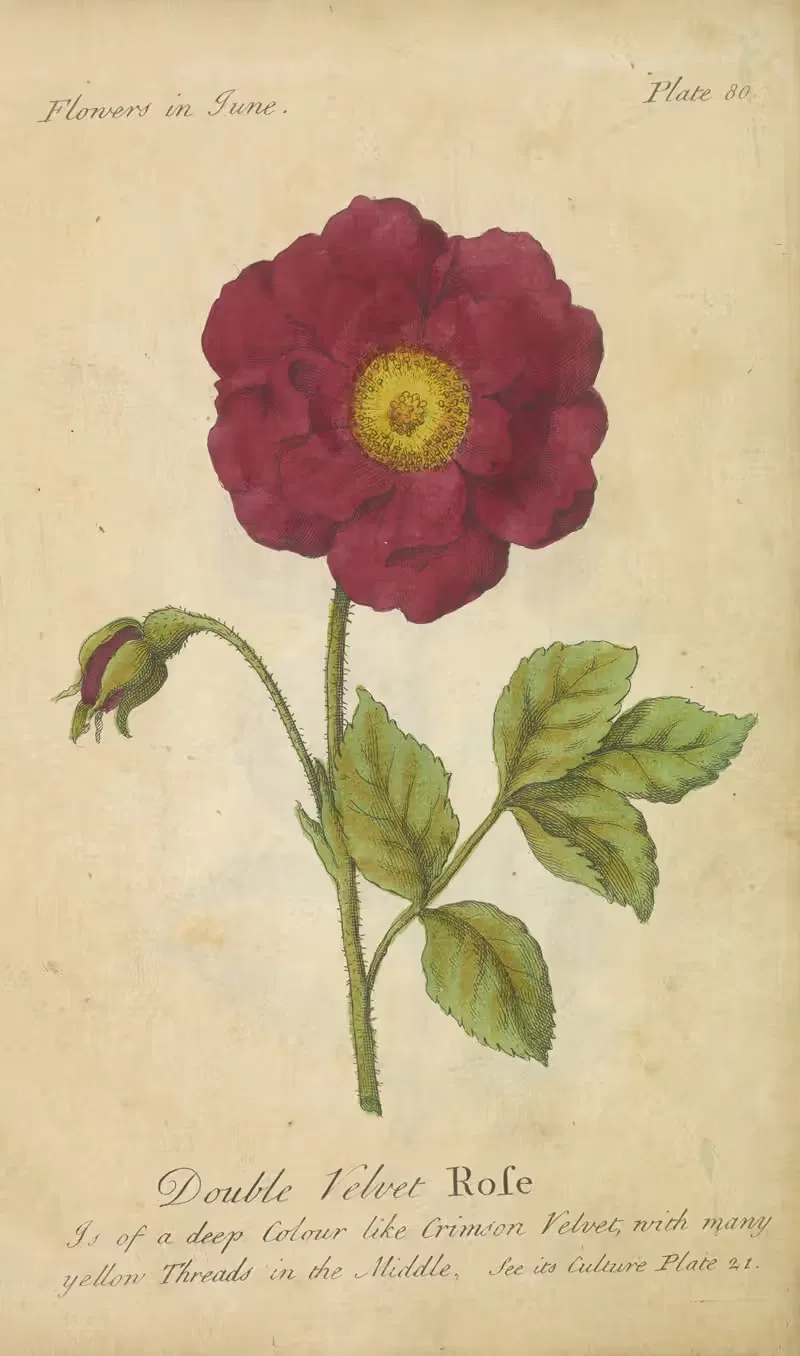 Double Velvet Rose by J. Duke, 1747 — digital art print download