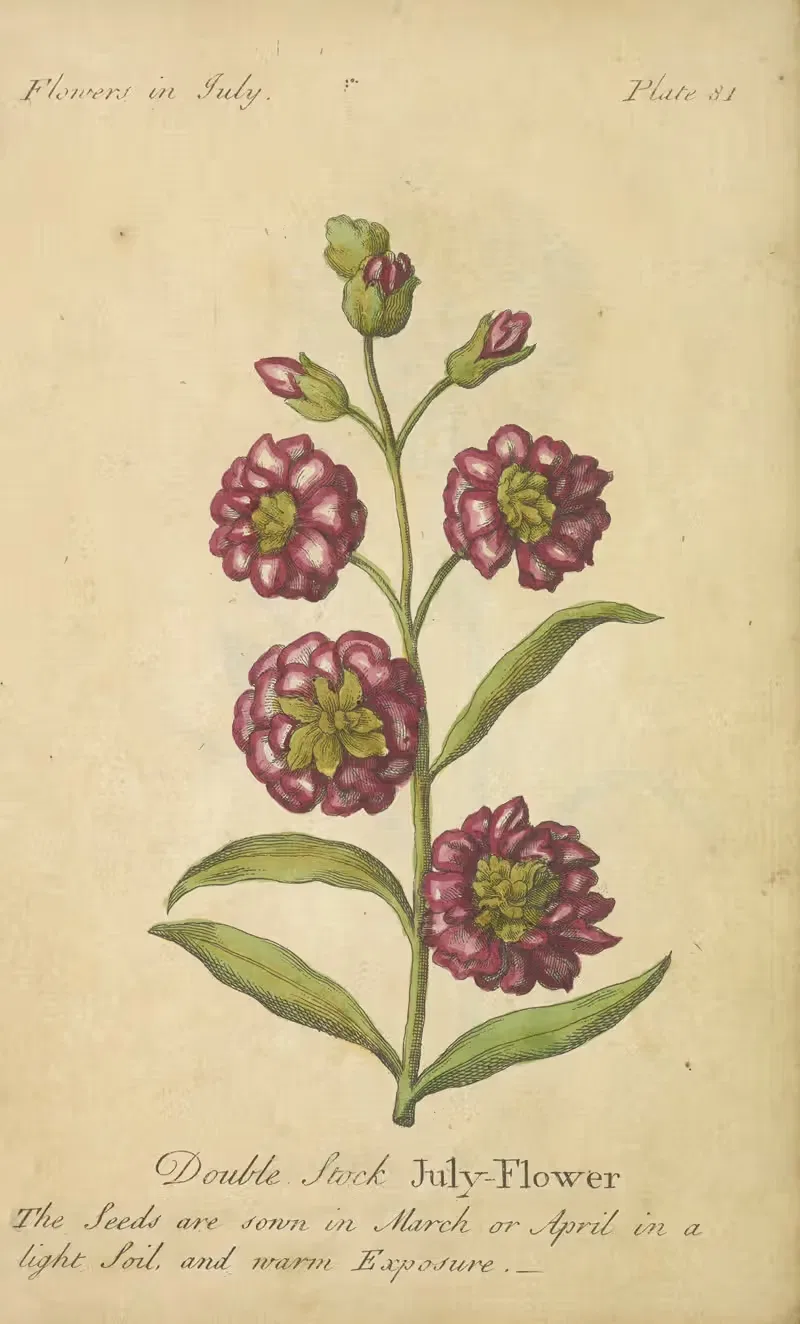 Double Stock July-Flower by J. Duke, 1747 — digital art print download