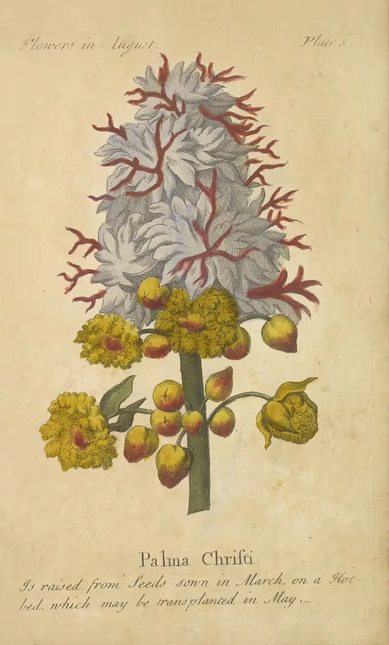 Palma Christi by J. Duke, 1747 — digital art print download