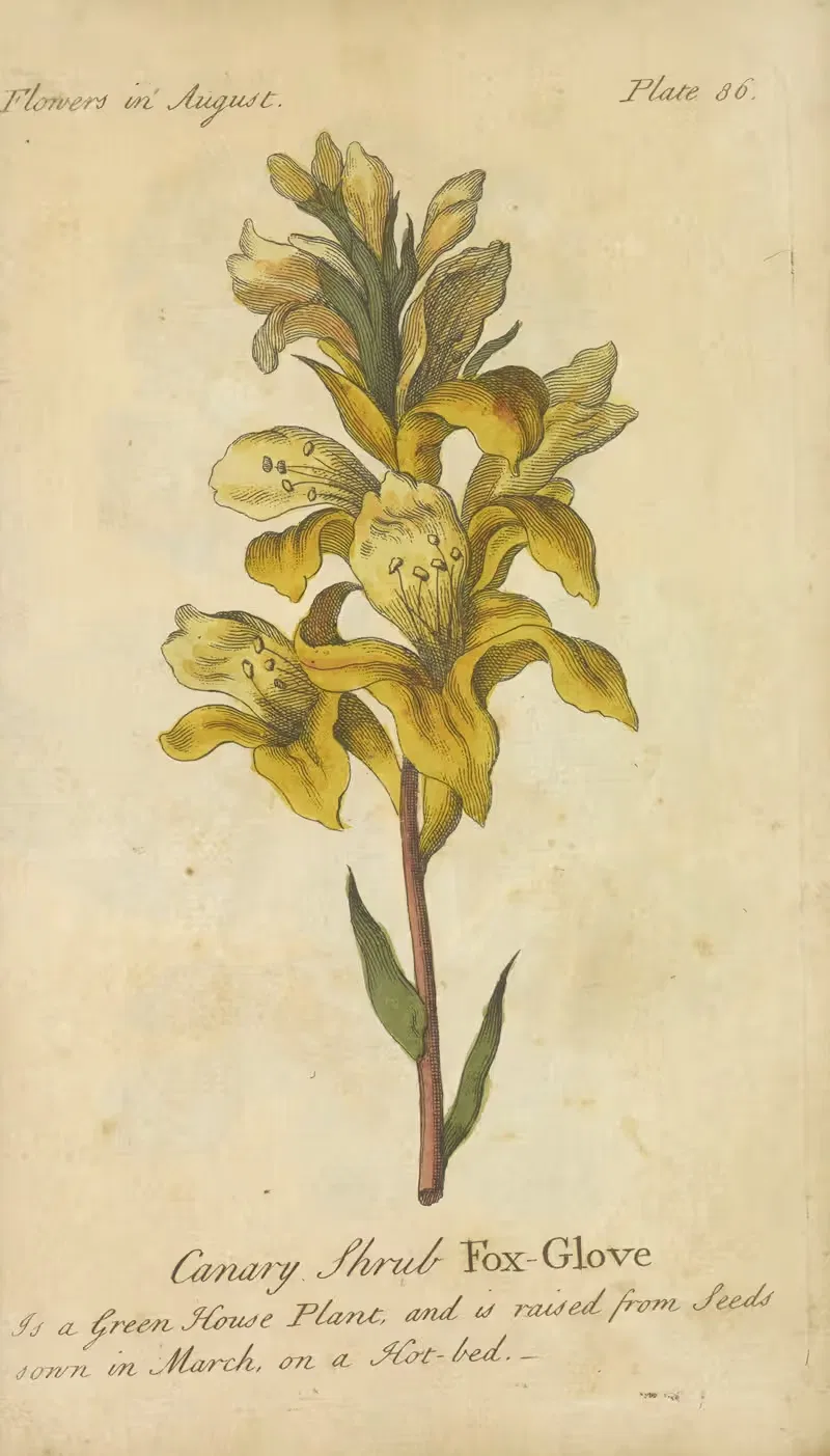 Canary Shrub Fox-Glove by J. Duke, 1747 — digital art print download