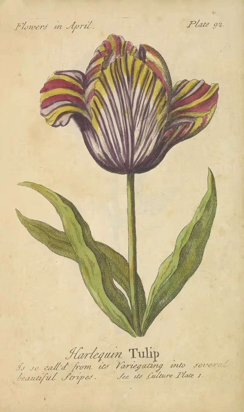 Harlequin Tulip by J. Duke, 1747 — digital art print download