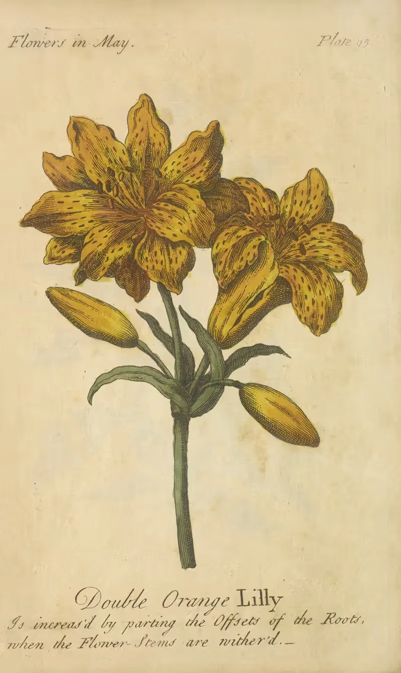 Double Orange Lily by J. Duke, 1747 — digital art print download