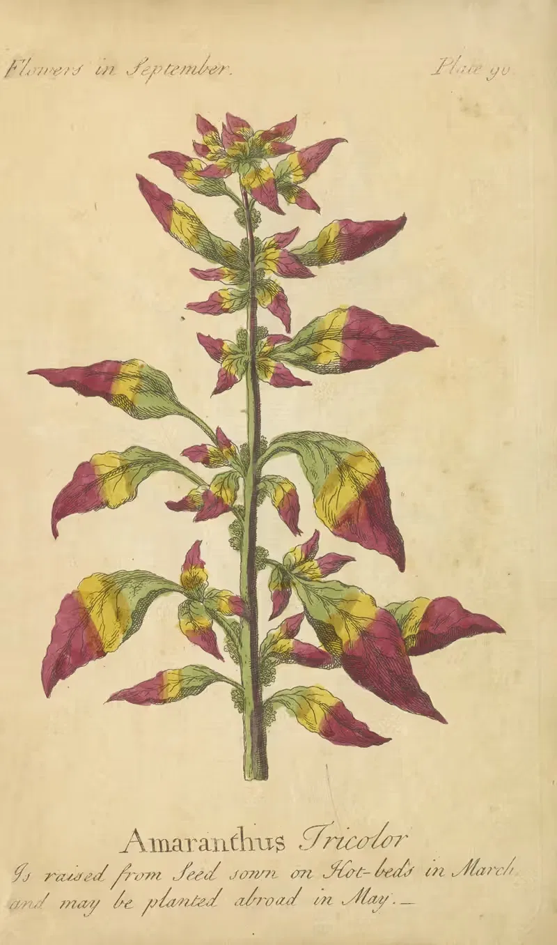 Amaranthus Tricolor by J. Duke, 1747 — digital art print download
