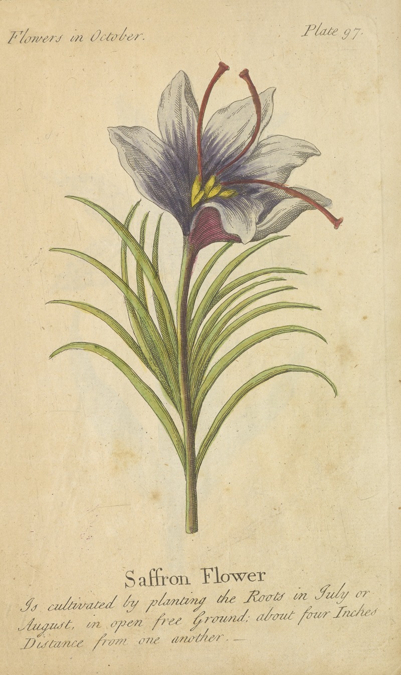 Saffron Flower by J. Duke, 1747 — digital art print download