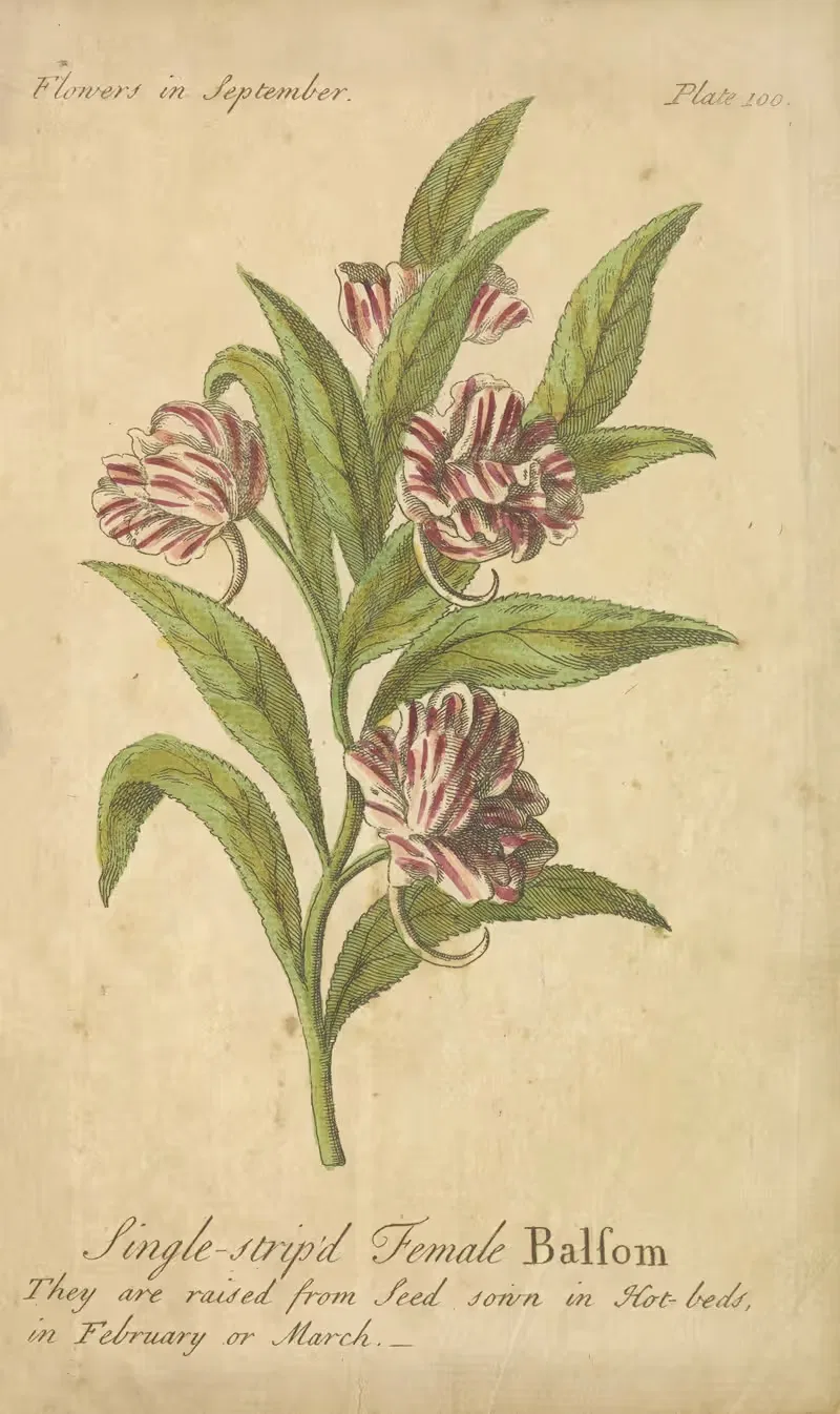Single-striped Female Balsom by J. Duke, 1747 — digital art print download