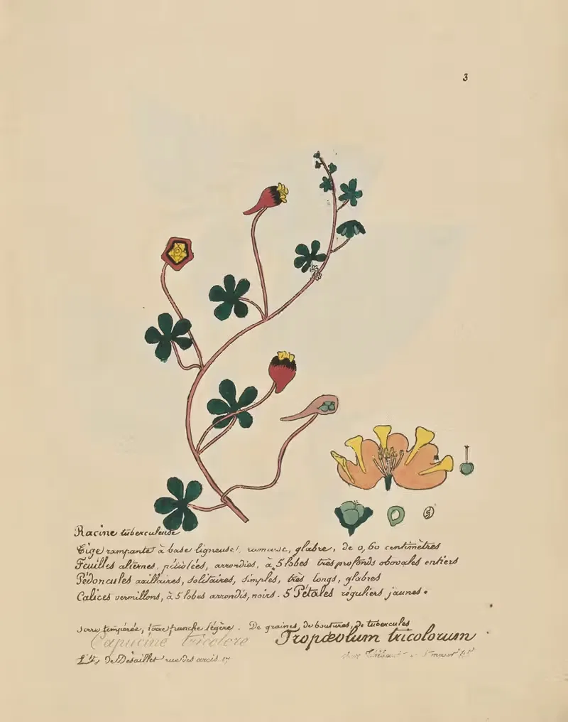 Tropaeolum tricolorum by Jean Baptiste Louis Letellier, 1848-1849 — digital art print download