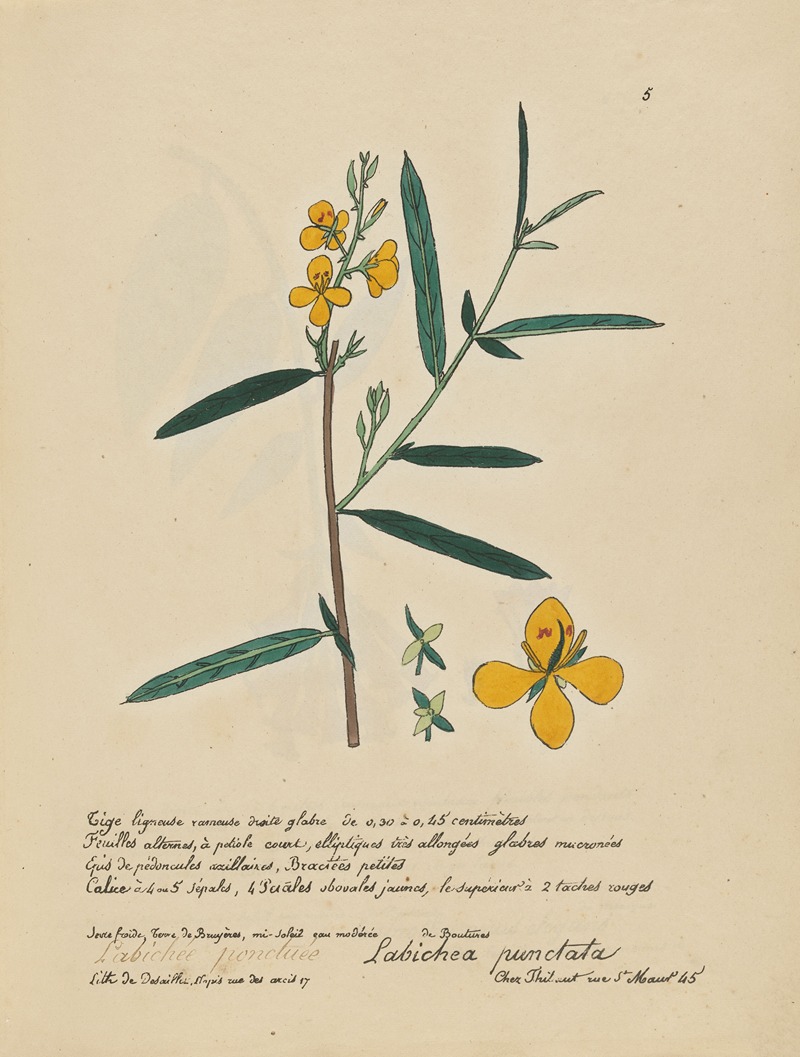 Labichea punctata by Jean Baptiste Louis Letellier, 1848-1849 — digital art print download