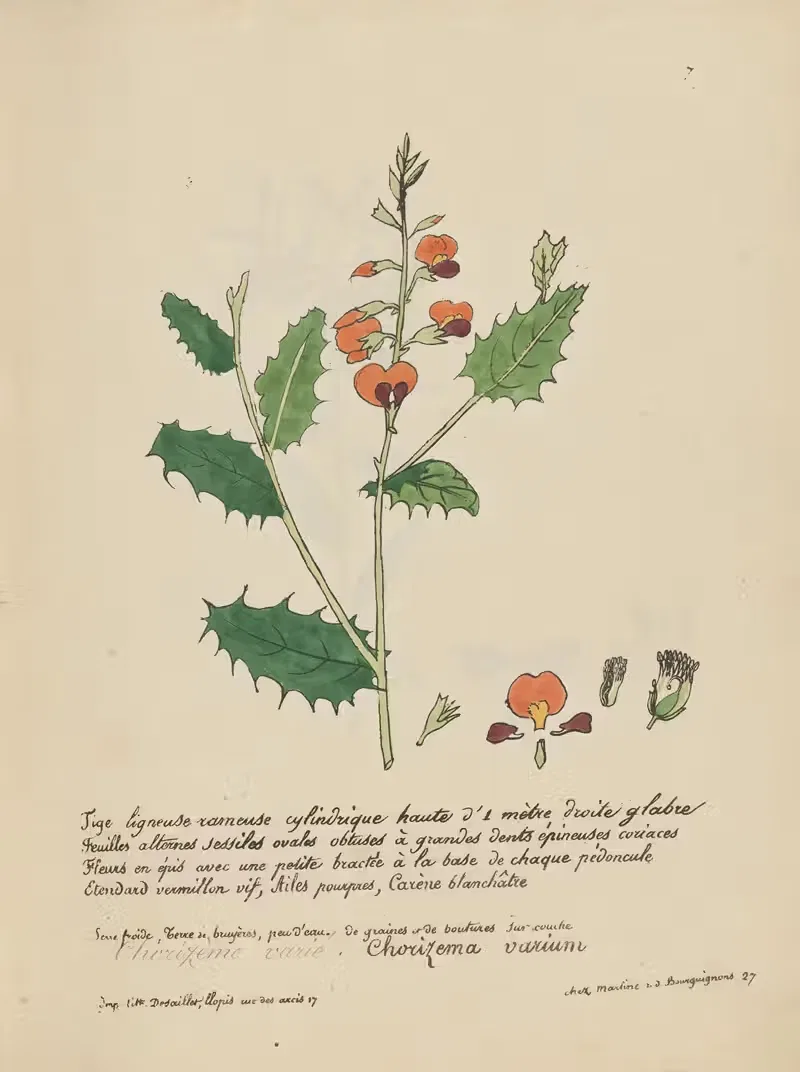 Chorizema varium by Jean Baptiste Louis Letellier, 1848-1849 — digital art print download