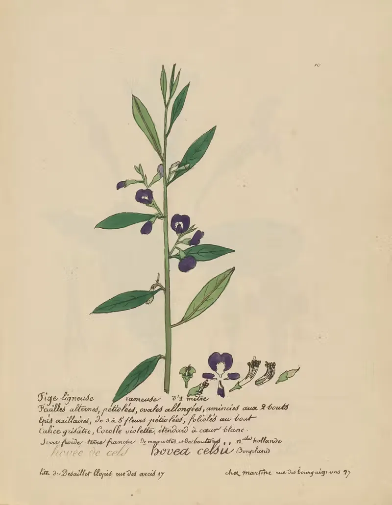 Hovea celsii by Jean Baptiste Louis Letellier, 1848-1849 — digital art print download