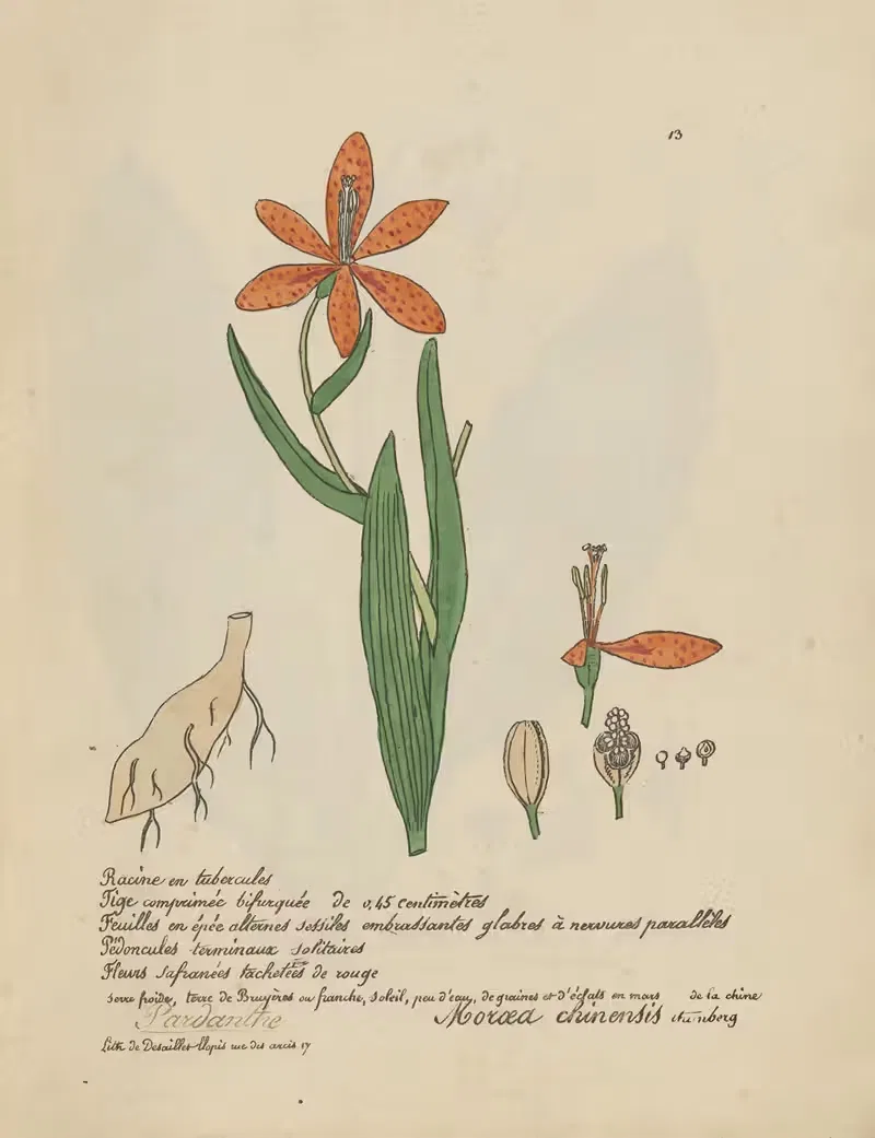 Moroea chinensis by Jean Baptiste Louis Letellier, 1848-1849 — digital art print download