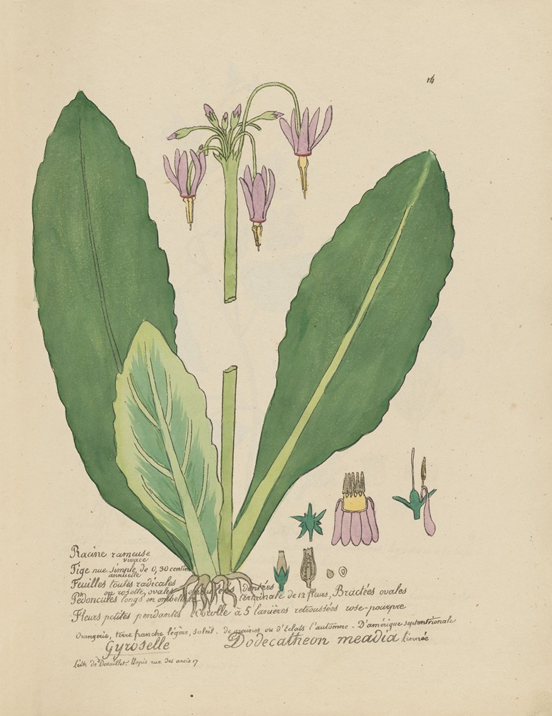 Dodecatheon meadia by Jean Baptiste Louis Letellier, 1848-1849 — digital art print download