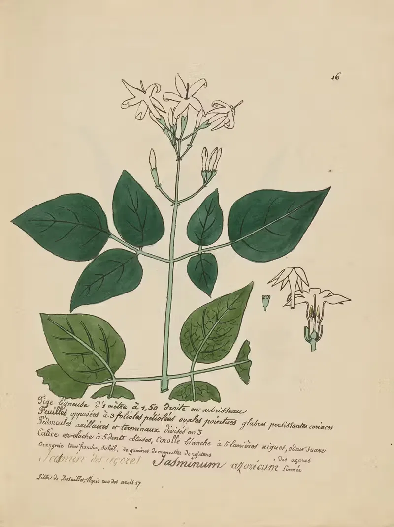 Jasminum azoricum by Jean Baptiste Louis Letellier, 1848-1849 — digital art print download