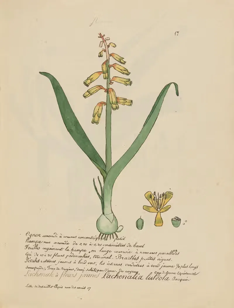 Lachenalia luteola by Jean Baptiste Louis Letellier, 1848-1849 — digital art print download