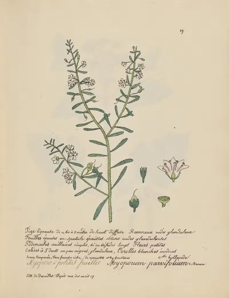 Myoporum parvifolium by Jean Baptiste Louis Letellier, 1848-1849 — digital art print download