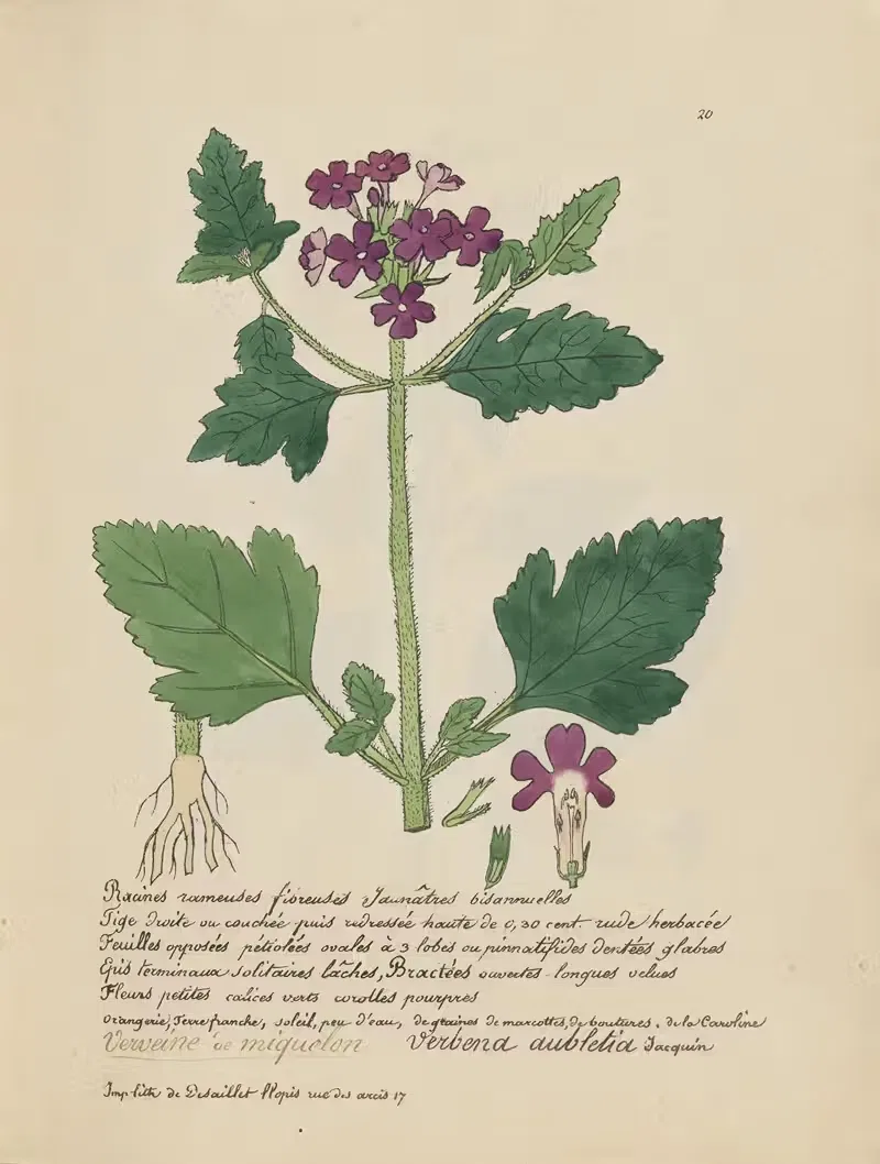 Verbena aubletia by Jean Baptiste Louis Letellier, 1848-1849 — digital art print download