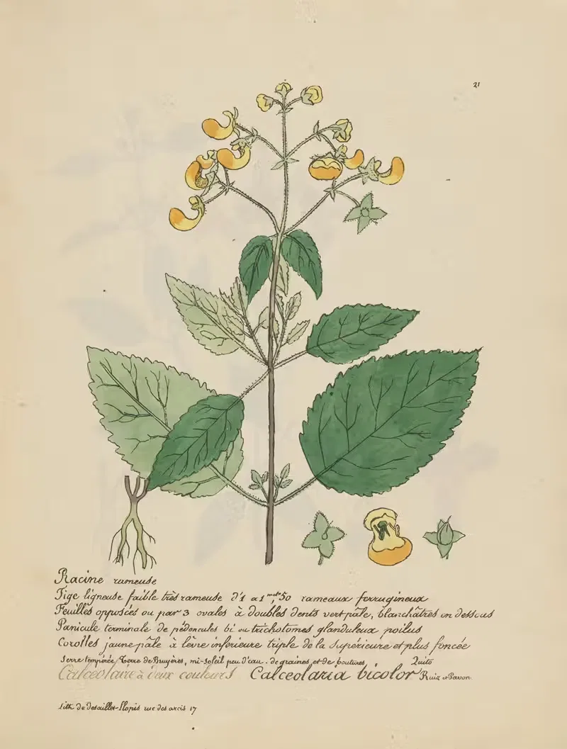 Calceolaria bicolor by Jean Baptiste Louis Letellier, 1848-1849 — digital art print download