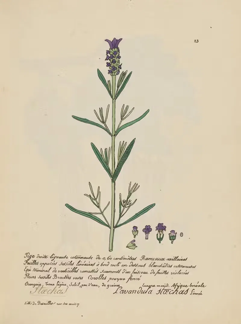 Lavandula stoechas by Jean Baptiste Louis Letellier, 1848-1849 — digital art print download