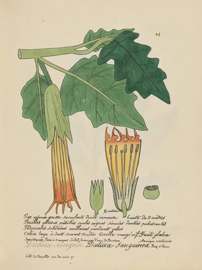 Datura sanguinea by Jean Baptiste Louis Letellier, 1848-1849 — digital art print download