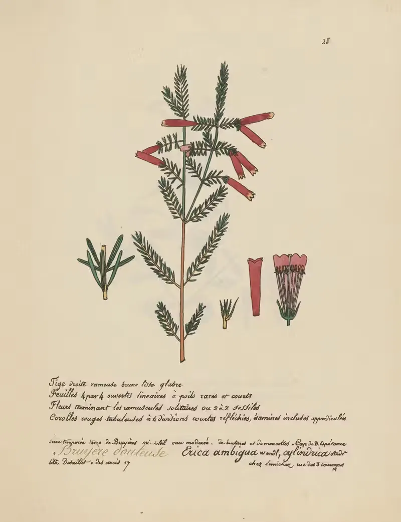 Erica ambigua by Jean Baptiste Louis Letellier, 1848-1849 — digital art print download