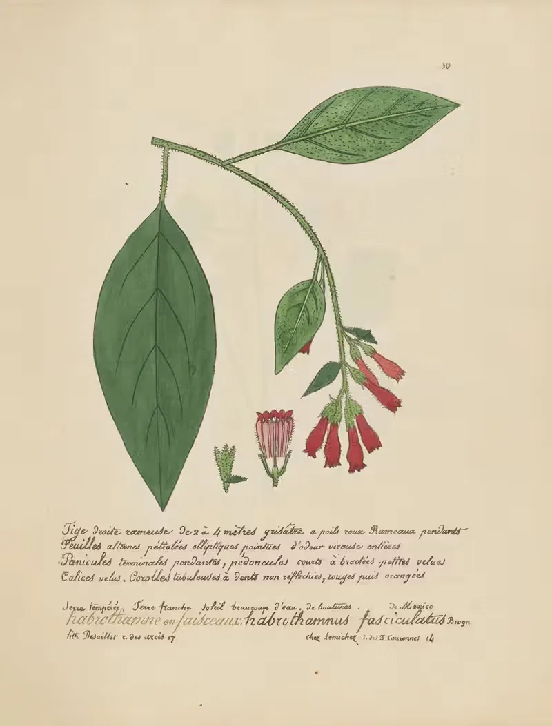 Habrothamnus fasciculatus — Jean Baptiste Louis Letellier