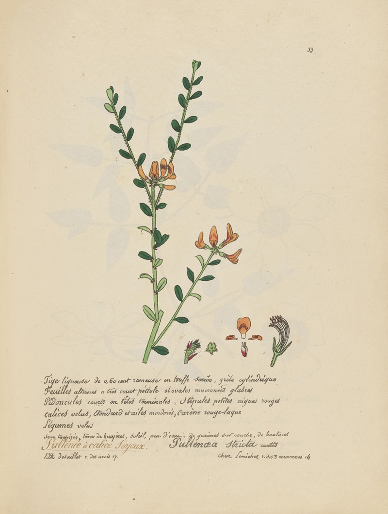 Pullenaea stricta by Jean Baptiste Louis Letellier, 1848-1849 — digital art print download