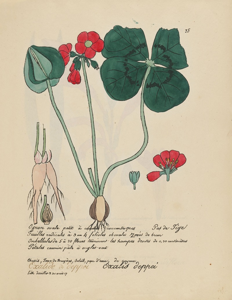 Oxalis deppei by Jean Baptiste Louis Letellier, 1848-1849 — digital art print download