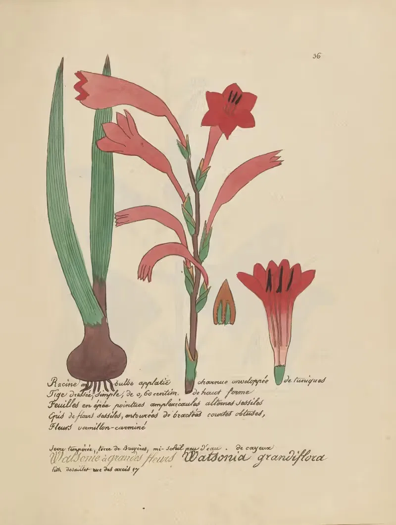 Watsonia grandiflora by Jean Baptiste Louis Letellier, 1848-1849 — digital art print download