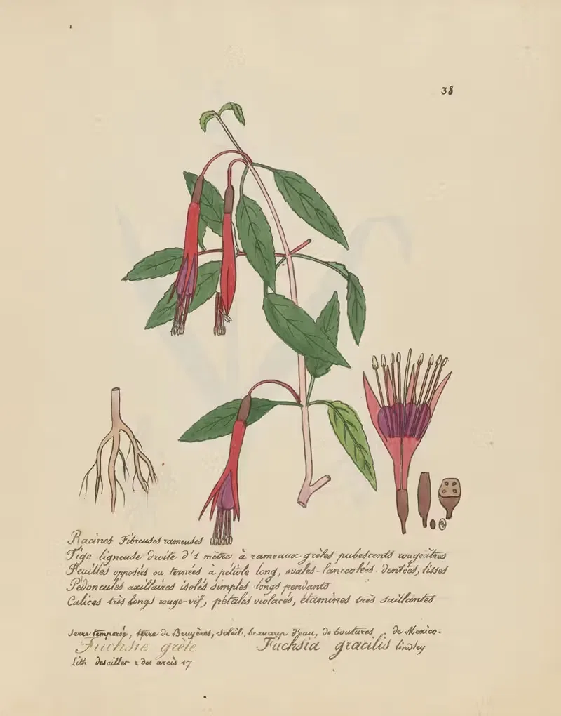 Fuchsia gracilis by Jean Baptiste Louis Letellier, 1848-1849 — digital art print download