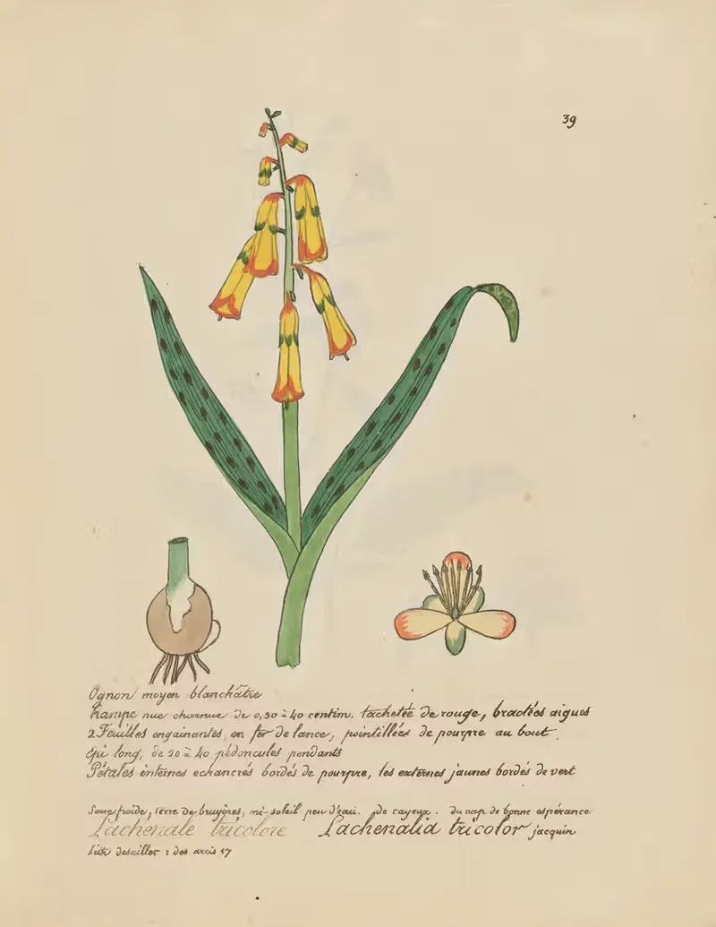 Lachenalia tricolor — Jean Baptiste Louis Letellier