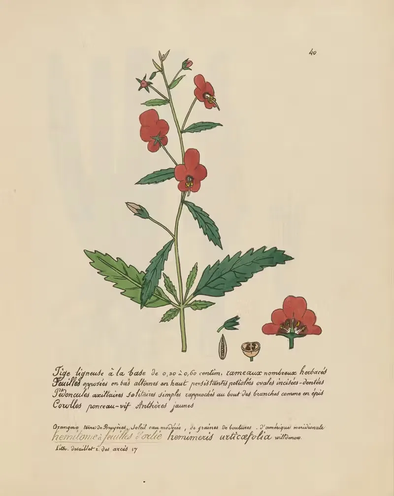 Hemimeris urticaefolia by Jean Baptiste Louis Letellier, 1848-1849 — digital art print download