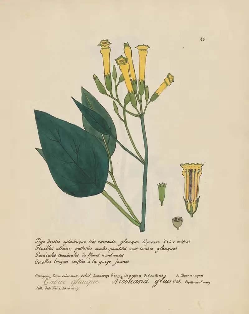 Nicotiana glauca by Jean Baptiste Louis Letellier, 1848-1849 — digital art print download